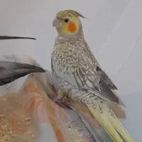 عروس هلندی مرواریدی