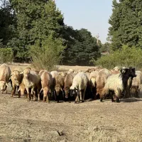 مرغ خروس. گوسفند  میش