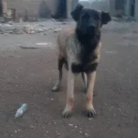 واگزاری توله سرابی|سگ|بهارستان, |دیوار