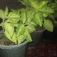 گل های زیبا|گل و گیاه طبیعی|جوانرود, |دیوار