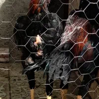خروس لاری|حیوانات مزرعه|شاهین دژ, |دیوار