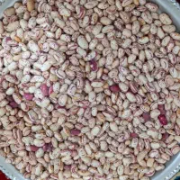 لوبیا چیتی امسالی