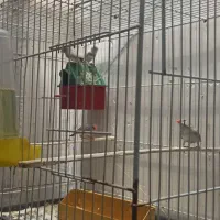 فنج|اسباب‌بازی بچه|مشهد, کوشش|دیوار