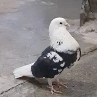 کفترزحمت کشیده،مایع غرور