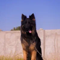 سگهای متخصص امداد گر (German)