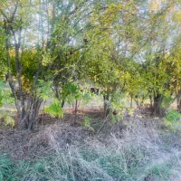 فروش زمین با قواره ۱۰۰۰ متری باغی در اسبومحله