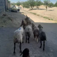 چهار راس میش بره دار  دانه ۲۶ و نیم  قیمت مناسب بز