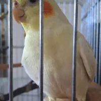 عروس هلندی گمشده|پرنده|نوشهر, |دیوار