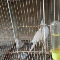 عروس هلندی|پرنده|بومهن, |دیوار