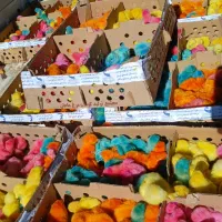 جوجه مرکزی عمده رنگی  اردک