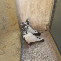 سینه دمسیاه زغالی عطیقه|پرنده|تهران, یافتآباد|دیوار