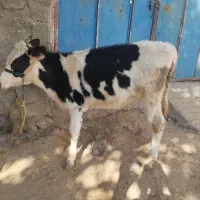 گاو و گوساله ماده