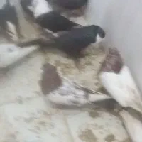 پرندگان|پرنده|خوسف, |دیوار