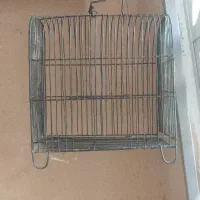 قفس