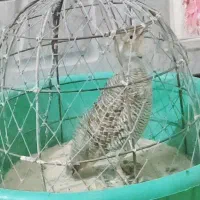 خروس|حیوانات مزرعه|میناب, |دیوار