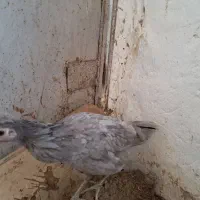 خلفه باری و خروس طوسی