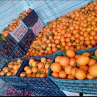 خریدار پرتقال هستیم