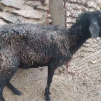 میش لاغز|حیوانات مزرعه|اراک, |دیوار