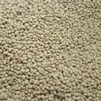 لوبیا جیرفتی