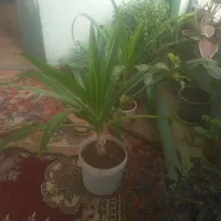 گل ذرتی وعددپشتی ترکی