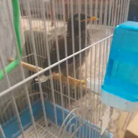 جوجه مرغ مینا