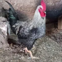 فروش خروس چاق و سرحال