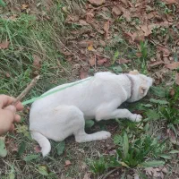 توله میکس الابای، کانگال|سگ|مشهد, خواجه ربیع|دیوار