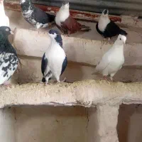 فروش کبوتر|پرنده|چناران, |دیوار