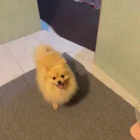 پامر نر جهت جفت گیری با ماده شما