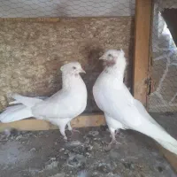 کفتر کبوتر ماهرو کاشان