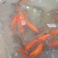 ماهی قرمز سیاه ۱۵سانتی  ماهی سیاه ۵سانتی