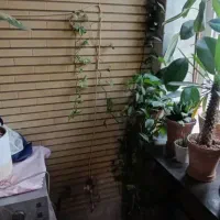 اجاره ۷۰ متری/نزدیک به مترو/طبقه دوم|اجارهٔ آپارتمان|تهران, نیروی هوایی (پیروزی)|دیوار