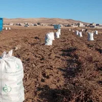 سیب زمینی آذربایجان شرقی|عمدهفروشی|تیکمه داش, |دیوار