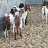 شش عددکولاربزغاله پاکستانی آبستن|حیوانات مزرعه|ملکآباد, |دیوار