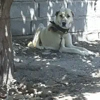 سگ نگهبان