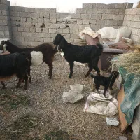 بز پاکستانی