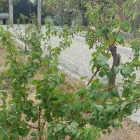 618متر-باغچه-در-شهریار
