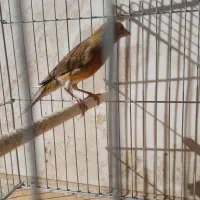 قناری نر دهن زن