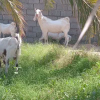 نری فروشی ۲۸میلیون