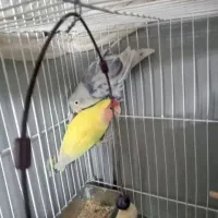 طوطی برزیلی|پرنده|تهران, گلاب دره|دیوار