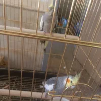 عروس هلندی مولد|پرنده|آباده, |دیوار