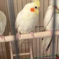 عروس هلندی لوتینو|پرنده|قزوین, |دیوار