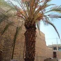درخت خرما (نخل)