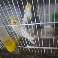 عروس هلندی بالغ|پرنده|بندر گناوه, |دیوار