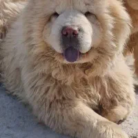 توله چاوچاواصیل|سگ|تهران, جردن|دیوار