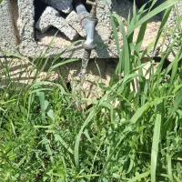 زمین ویلایی باغ در قلعه تل