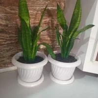 گل طبیعی|گل و گیاه طبیعی|دهلران, |دیوار