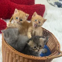 گربه بچه اسکاتیش بریتیش نر و ماده ۱۴تومان