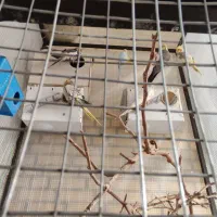 پرنده نر ماده مرغ عشق وعروس هلندی