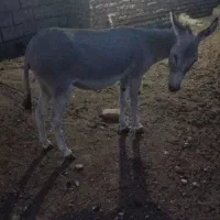 الاغ فروشی